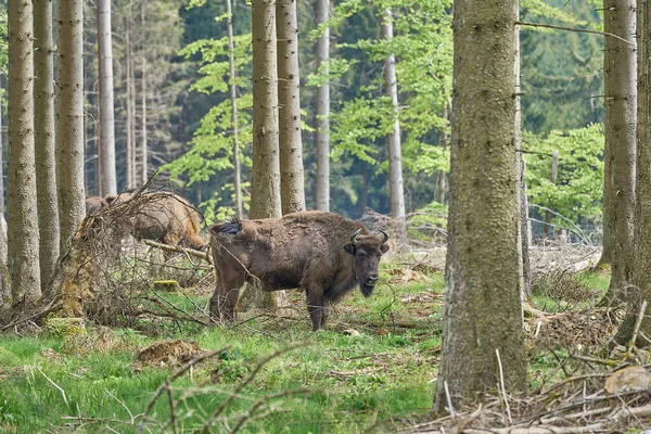 Dziko Żyjące Europejskie Drewno Bison Również Wisent Lub Bison Bonasus — Zdjęcie stockowe