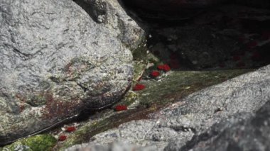 Şili, Güney Amerika 'da Pasifik Okyanusu' nun kıyılarındaki gel-git havuzunda deniz yaşamı.