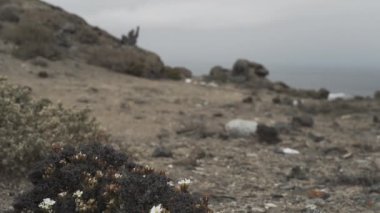 Güney Amerika, Şili 'nin Pasifik Okyanusu boyunca soğuk ve bulutlu bir günde Atacama Çölü' nün kıyı şeridi.