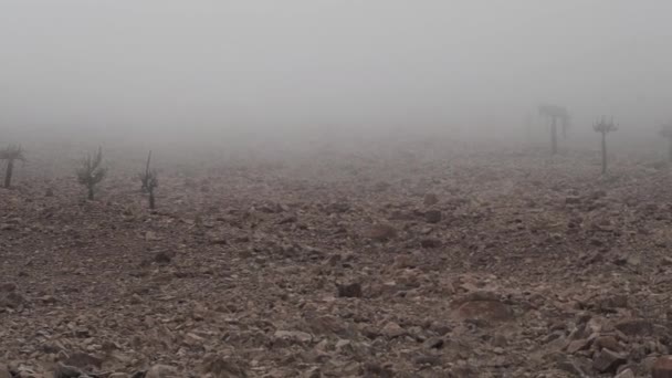 Ljusstake Kaktus Dimman Höga Andes Berg Sval Morgon Chile Atacama — Stockvideo