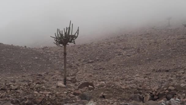 Cactus Portacandele Nella Nebbia Delle Alte Andine Una Mattina Fresca — Video Stock