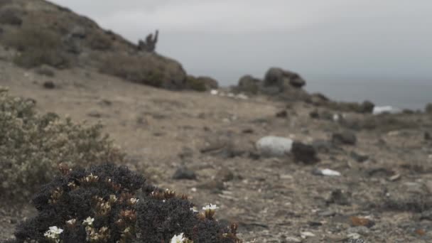 南アメリカの太平洋に沿って寒冷で曇りの日にアタカマ砂漠の海岸線 — ストック動画