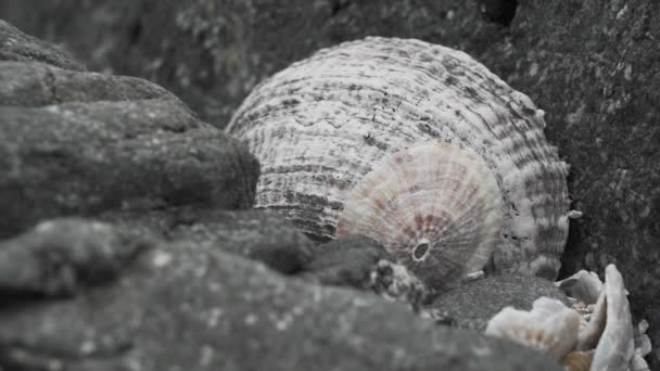 チリの太平洋の海岸線の小石のビーチに横たわる貝殻のゆっくりとした動き — ストック動画