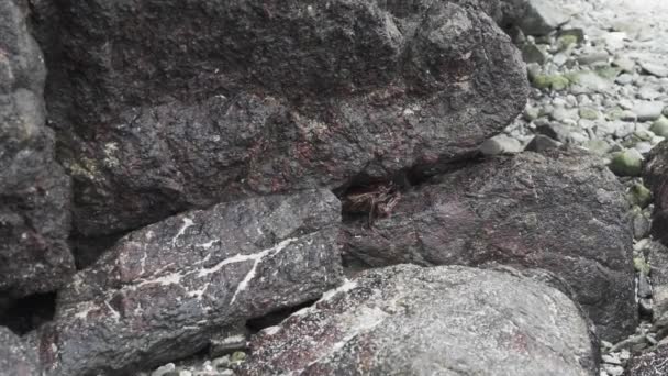 Cangrejo Arrastrándose Entre Rocas Orilla Costa Largo Del Océano Pacífico — Vídeo de stock