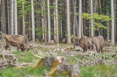 Vahşi yaşayan Avrupa orman bizonu, Wisent veya Bison Bonasus, büyük bir kara memelisidir ve Avrupa 'da neredeyse soyu tükenmek üzeredir, fakat şimdi Sauerland Almanya' daki Roothaarsteig dağları ile yeniden tanıtılır ve ormanda özgürce dolaşır..