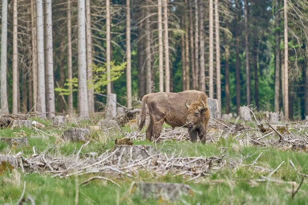 Bison También Conocido Como Wisent Bison Bonasus Gran Mamífero Terrestre —  Fotos de Stock