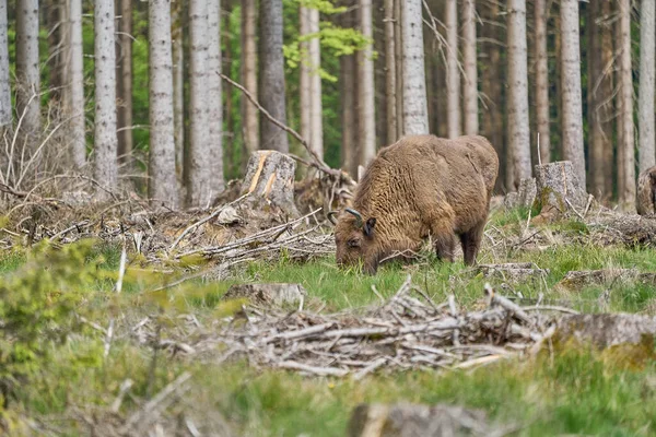 Der Wild Lebende Europäische Waldbison Auch Wisent Oder Bison Bonasus — Stockfoto