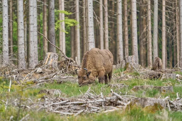Dziko Żyjące Europejskie Drewno Bison Również Wisent Lub Bison Bonasus — Zdjęcie stockowe