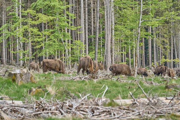 Bison Мудрый Бизон Bonasus Является Крупным Млекопитающим Земли Почти Вымерли — стоковое фото