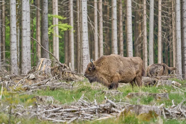 Bison También Conocido Como Wisent Bison Bonasus Gran Mamífero Terrestre —  Fotos de Stock