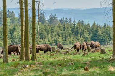 Vahşi yaşayan Avrupa orman bizonu, Wisent veya Bison Bonasus, büyük bir kara memelisidir ve Avrupa 'da neredeyse soyu tükenmek üzeredir, fakat şimdi Sauerland Almanya' daki Roothaarsteig dağları ile yeniden tanıtılır ve ormanda özgürce dolaşır..