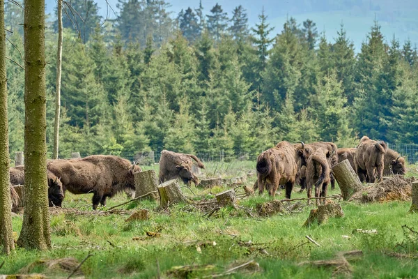 Vahşi yaşayan Avrupa orman bizonu, Wisent veya Bison Bonasus, büyük bir kara memelisidir ve Avrupa 'da neredeyse soyu tükenmek üzeredir, fakat şimdi Sauerland Almanya' daki Roothaarsteig dağları ile yeniden tanıtılır ve ormanda özgürce dolaşır..