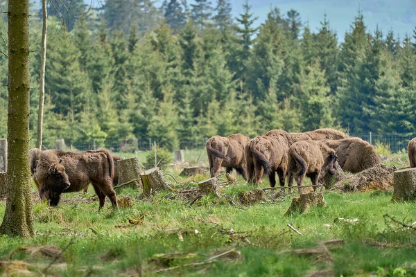 Bison También Conocido Como Wisent Bison Bonasus Gran Mamífero Terrestre — Foto de Stock