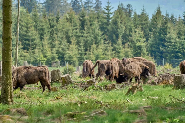 Vahşi yaşayan Avrupa orman bizonu, Wisent veya Bison Bonasus, büyük bir kara memelisidir ve Avrupa 'da neredeyse soyu tükenmek üzeredir, fakat şimdi Sauerland Almanya' daki Roothaarsteig dağları ile yeniden tanıtılır ve ormanda özgürce dolaşır..