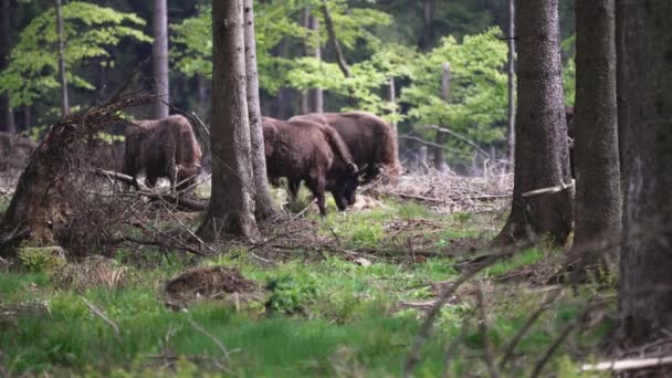 Bison Мудрый Бизон Bonasus Является Крупным Млекопитающим Земли Почти Вымерли — стоковое видео