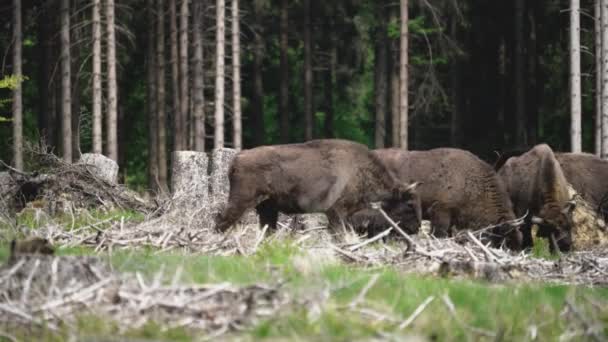 Vilda Levande Europeiska Trä Bison Också Wisent Eller Bison Bonasus — Stockvideo