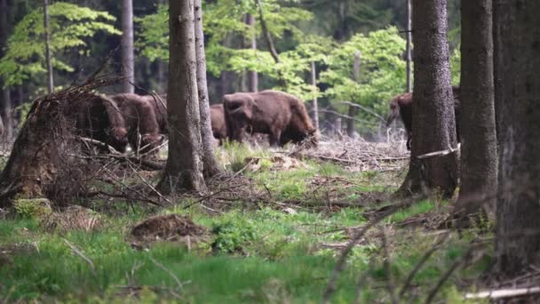 Vilda Levande Europeiska Trä Bison Också Wisent Eller Bison Bonasus — Stockvideo