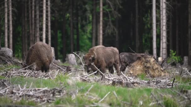 野生生物のヨーロッパの木材Bisonは WisentまたはBison Bonasusasとも呼ばれ 大きな陸生哺乳動物であり ヨーロッパでほぼ絶滅しましたが 現在はドイツのRootharsteg山に再導入され 森の中を自由に歩き回っています — ストック動画