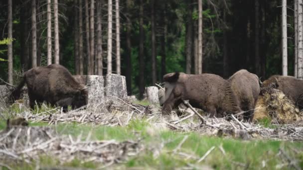 Bison Também Conhecido Como Bison Bonasus Grande Mamífero Terrestre Quase — Vídeo de Stock
