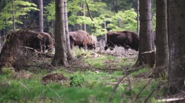 Vahşi yaşayan Avrupa orman bizonu, Wisent veya Bison Bonasus, büyük bir kara memelisidir ve Avrupa 'da neredeyse soyu tükenmek üzeredir, fakat şimdi Sauerland Almanya' daki Roothaarsteig dağları ile yeniden tanıtılır ve ormanda özgürce dolaşır..