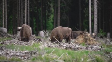 Vahşi yaşayan Avrupa orman bizonu, Wisent veya Bison Bonasus, büyük bir kara memelisidir ve Avrupa 'da neredeyse soyu tükenmek üzeredir, fakat şimdi Sauerland Almanya' daki Roothaarsteig dağları ile yeniden tanıtılır ve ormanda özgürce dolaşır..