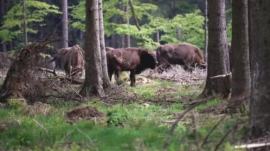 Vahşi yaşayan Avrupa orman bizonu, Wisent veya Bison Bonasus, büyük bir kara memelisidir ve Avrupa 'da neredeyse soyu tükenmek üzeredir, fakat şimdi Sauerland Almanya' daki Roothaarsteig dağları ile yeniden tanıtılır ve ormanda özgürce dolaşır..