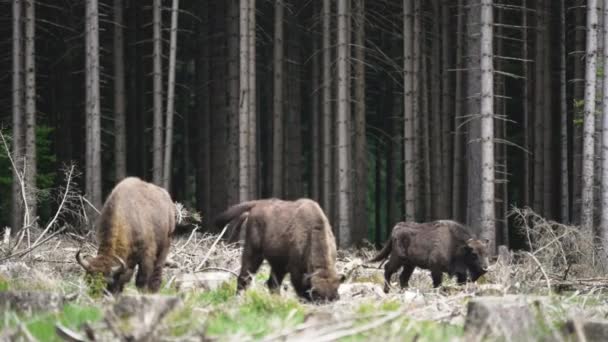 Bison Também Conhecido Como Bison Bonasus Grande Mamífero Terrestre Quase — Vídeo de Stock