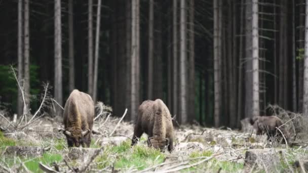 野生生物のヨーロッパの木材Bisonは WisentまたはBison Bonasusasとも呼ばれ 大きな陸生哺乳動物であり ヨーロッパでほぼ絶滅しましたが 現在はドイツのRootharsteg山に再導入され 森の中を自由に歩き回っています — ストック動画