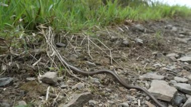 Sağır bir engerek, yavaş ya da kör bir solucan, Angius fragilis, Germay, Sauerland 'deki Rothaarsteig Dağları' nda yürüyüş yolunda sürünen yılanla karıştırılan bacaksız bir kertenkeledir..