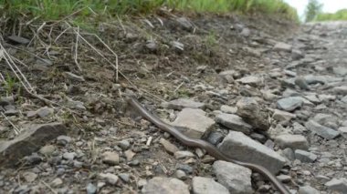 Sağır bir engerek, yavaş ya da kör bir solucan, Angius fragilis, Germay, Sauerland 'deki Rothaarsteig Dağları' nda yürüyüş yolunda sürünen yılanla karıştırılan bacaksız bir kertenkeledir..