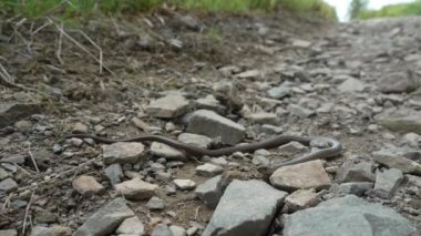 Sağır bir engerek, yavaş ya da kör bir solucan, Angius fragilis, Germay, Sauerland 'deki Rothaarsteig Dağları' nda yürüyüş yolunda sürünen yılanla karıştırılan bacaksız bir kertenkeledir..