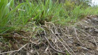 Sağır bir engerek, yavaş ya da kör bir solucan, Angius fragilis, Germay, Sauerland 'deki Rothaarsteig Dağları' nda yürüyüş yolunda sürünen yılanla karıştırılan bacaksız bir kertenkeledir..