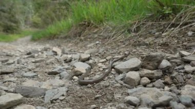 Sağır bir engerek, yavaş ya da kör bir solucan, Angius fragilis, Germay, Sauerland 'deki Rothaarsteig Dağları' nda yürüyüş yolunda sürünen yılanla karıştırılan bacaksız bir kertenkeledir..