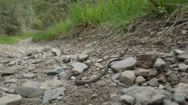 못하는 느리거나 벌레인 길리스 Angius Fragilis 도마뱀으로 뱀으로 오인되어 사우어 — 비디오