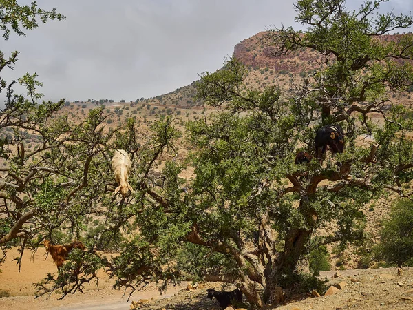 Fas Kuru Kurak Bölgesindeki Yapraklardan Beslenen Argan Yağ Ağacında Ayakta — Stok fotoğraf