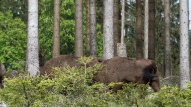 Avrupa 'da yaşayan vahşi bizonun yavaş çekim gücü, Wisent veya Bison Bonasus, Avrupa' da neredeyse soyu tükenmek üzere olan bir kara memelisidir, fakat şimdi Sauerland Almanya 'daki Roothaarsteig dağları ile yeniden tanıtılmakta ve ormanda özgürce dolaşmaktadır..