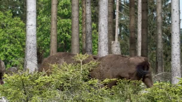 Slow Motion Wild Living European Wood Bison Även Kallad Wisent — Stockvideo