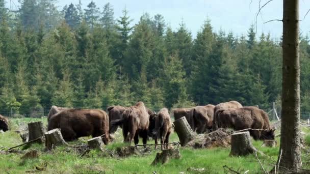 Avrupa Yaşayan Vahşi Bizonun Yavaş Çekim Gücü Wisent Veya Bison — Stok video