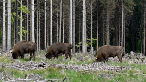 Slow Motion Wild Living European Wood Bison Também Wisent Bison — Vídeo de Stock