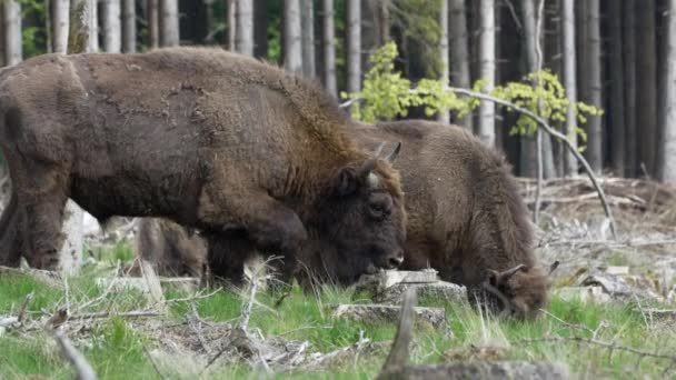 Slow Motion Wild Living European Wood Bison Também Wisent Bison — Vídeo de Stock