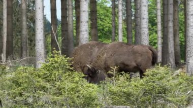 Avrupa 'da yaşayan vahşi bizonun yavaş çekim gücü, Wisent veya Bison Bonasus, Avrupa' da neredeyse soyu tükenmek üzere olan bir kara memelisidir, fakat şimdi Sauerland Almanya 'daki Roothaarsteig dağları ile yeniden tanıtılmakta ve ormanda özgürce dolaşmaktadır..