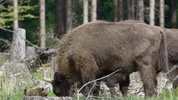 Повільний Рух Дикого Європейського Дерева Bison Також Wisent Або Bison — стокове відео