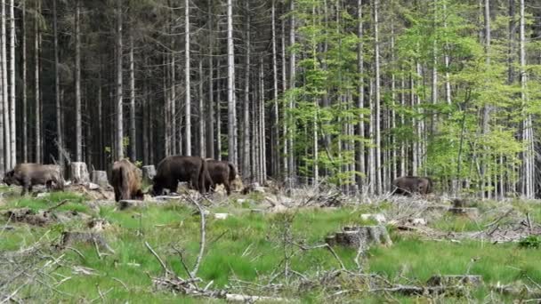 Bison Wisent Bison Bonasus Является Крупным Наземным Млекопитающим Почти Вымер — стоковое видео