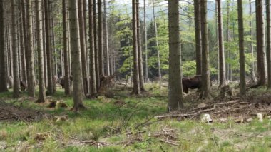 Vahşi yaşayan Avrupa orman bizonu, Wisent veya Bison Bonasus, büyük bir kara memelisidir ve Avrupa 'da neredeyse soyu tükenmek üzeredir, fakat şimdi Sauerland Almanya' daki Roothaarsteig dağları ile yeniden tanıtılır ve ormanda özgürce dolaşır..