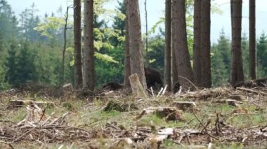 Vahşi yaşayan Avrupa orman bizonu, Wisent veya Bison Bonasus, büyük bir kara memelisidir ve Avrupa 'da neredeyse soyu tükenmek üzeredir, fakat şimdi Sauerland Almanya' daki Roothaarsteig dağları ile yeniden tanıtılır ve ormanda özgürce dolaşır..