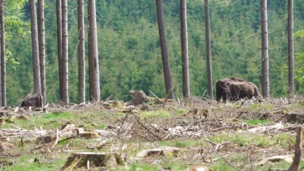 Дикий Європейський Ліс Bison Також Мудрий Або Bison Bonasus Великим — стокове відео