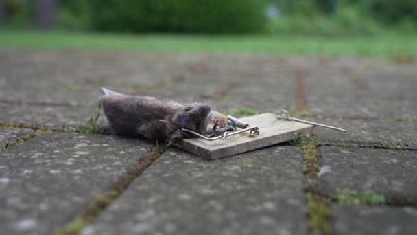 一只死于老式木制捕鼠器中的小银行田鼠 它经常携带和传播人类面临的一种危险疾病 饥饿病毒 — 图库视频影像