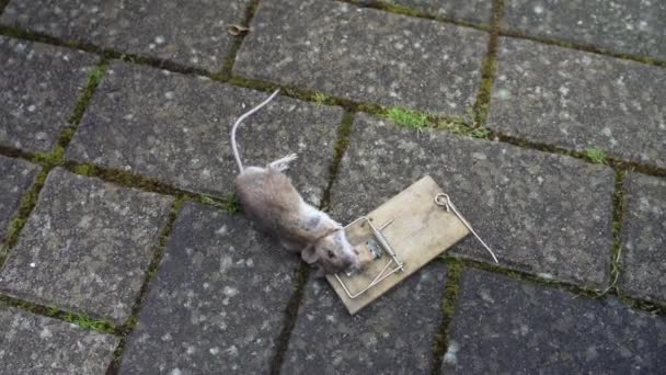 一只死于老式木制捕鼠器中的小银行田鼠 它经常携带和传播人类面临的一种危险疾病 饥饿病毒 — 图库视频影像