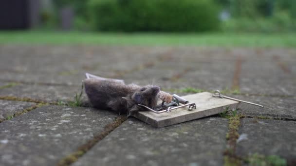 Κοντινό Πλάνο Του Μικρού Ποντικού Vole Τράπεζα Νεκρός Μια Παλιά — Αρχείο Βίντεο