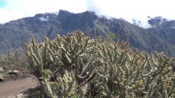 Grand Cactus Debout Sur Bord Canyon Colca Une Destination Voyage — Video